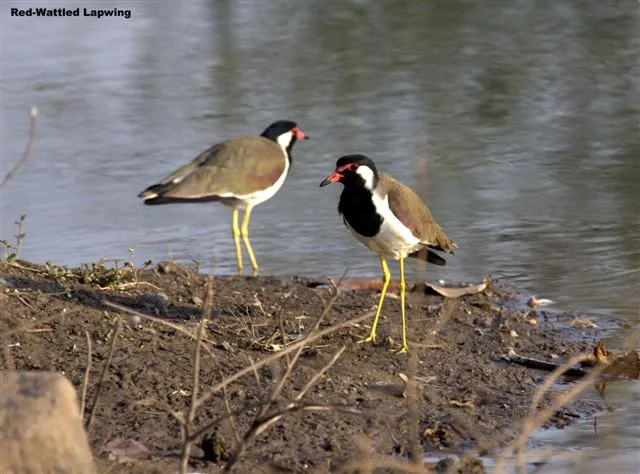 aquatic-birds-22_2710482441_o