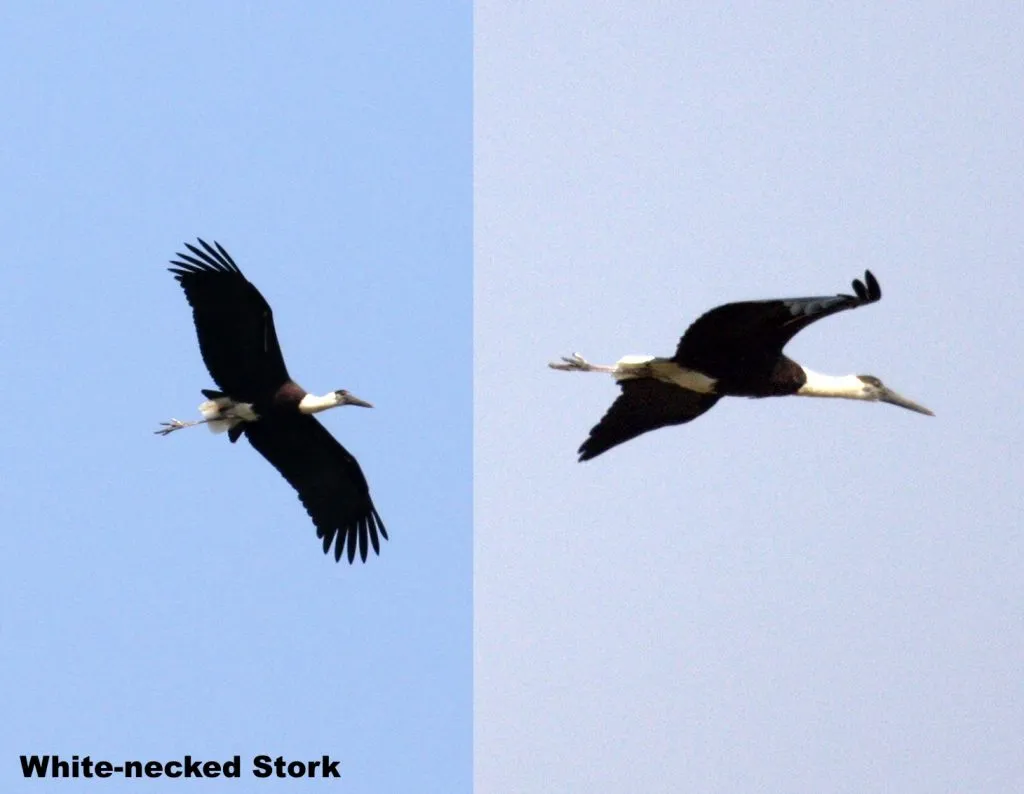 aquatic-birds-3_2713960694_o