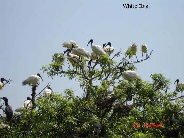 aquatic-birds-9_2711291528_o