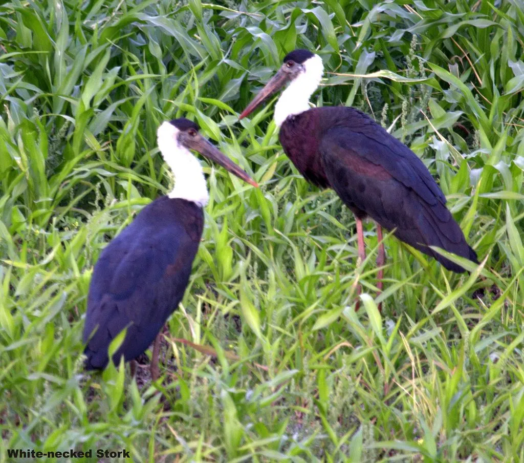 aquatic-birds1