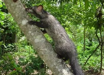 asian-palm-civet