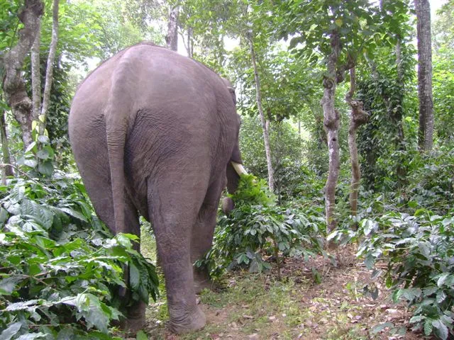 behind-an-elephant_2624306391_o