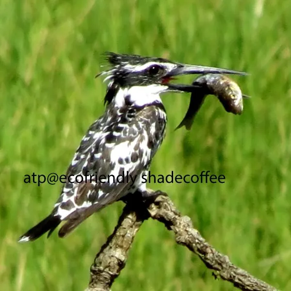 bird-11