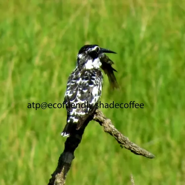 bird-15