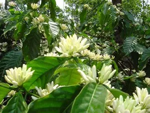 bud_emergence300