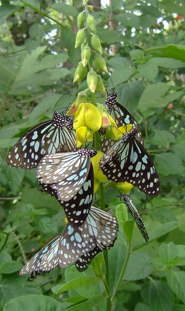 butterfly-01_3081926771_o