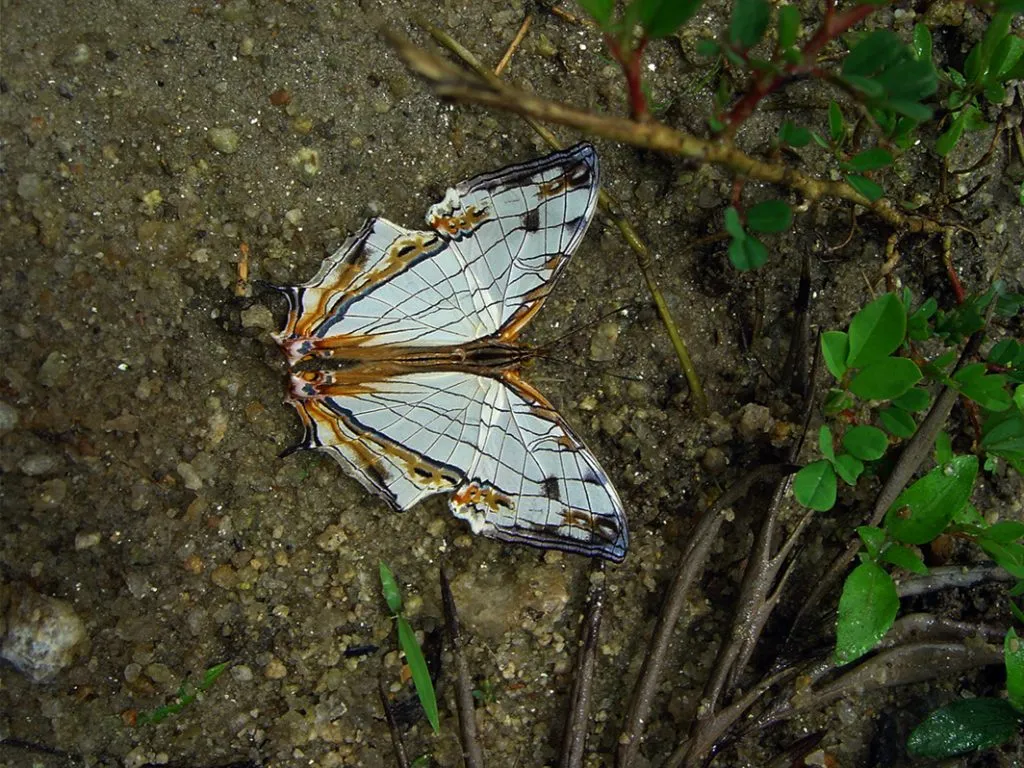 butterfly-02_3082756288_o