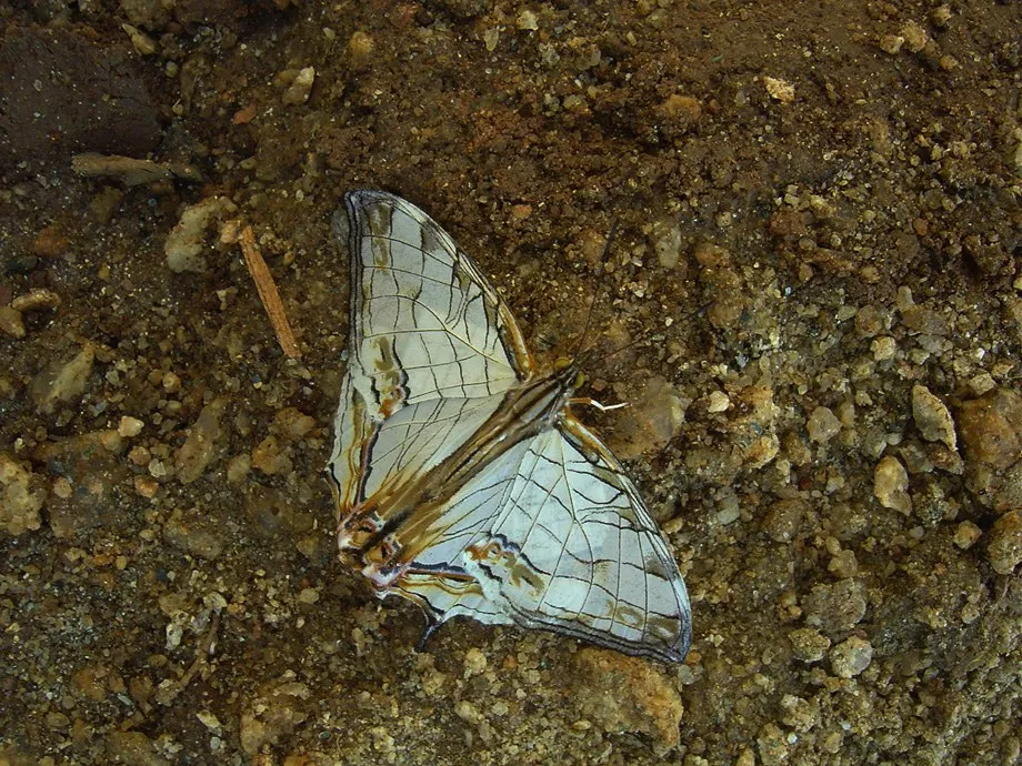 butterfly-03_3081915885_o