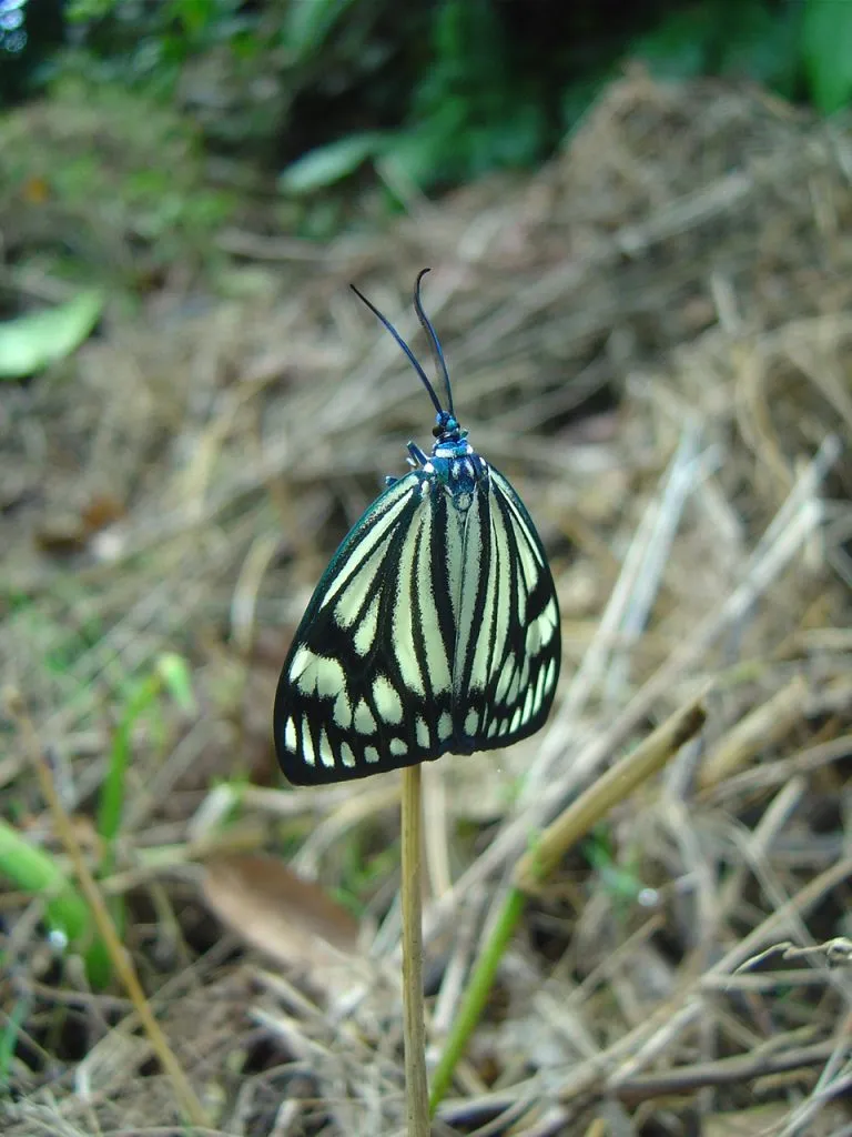 butterfly-05_3081916095_o