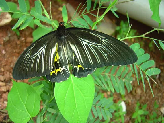 butterfly-06_3081916715_o