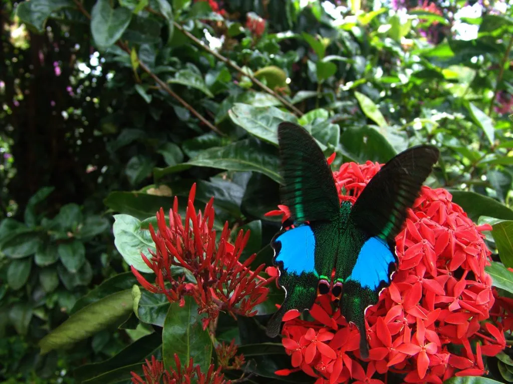 butterfly-07_3081926453_o