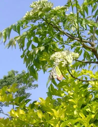 butterfly-08_3081926479_o