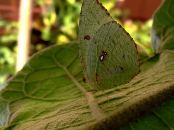 butterfly-09_3082761270_o