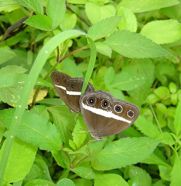 butterfly-11_3081926505_o