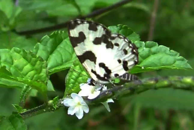 butterfly-12_3081926839_o