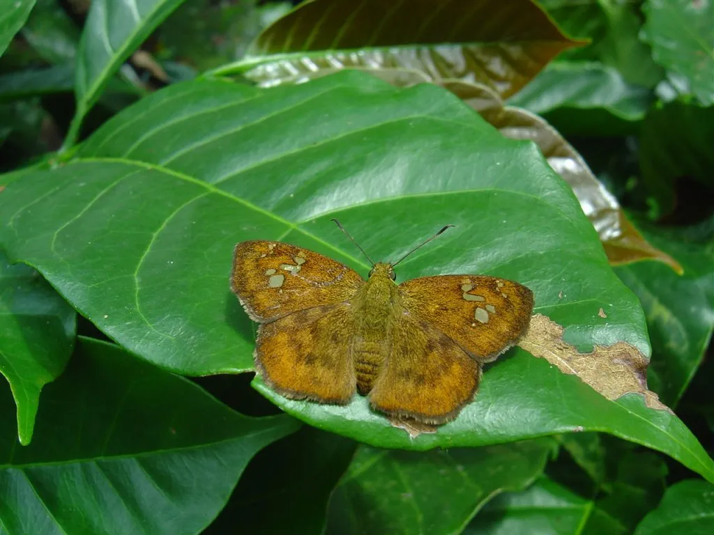 butterfly-14_3082756622_o