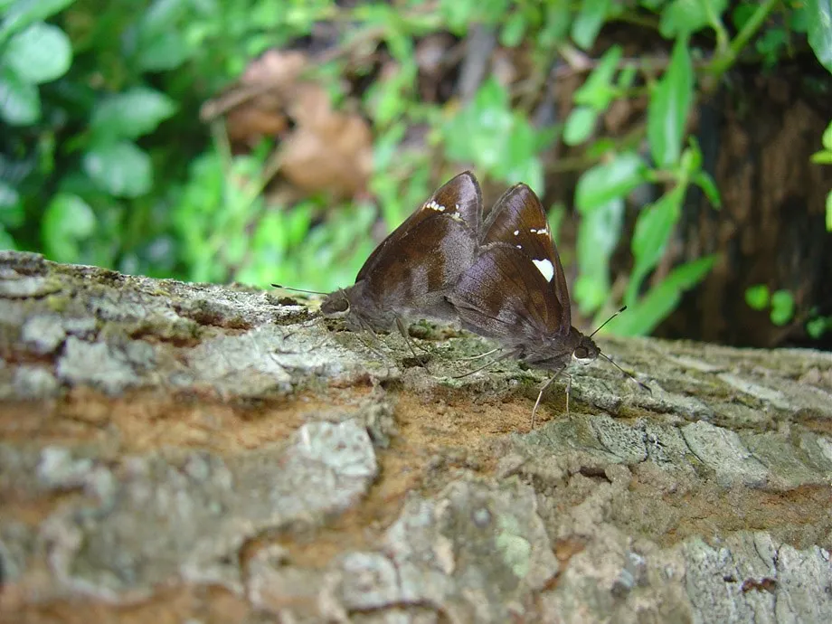 butterfly-15_3082756916_o