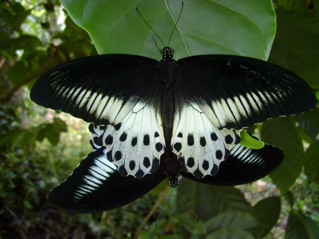 butterfly-16_3081922483_o