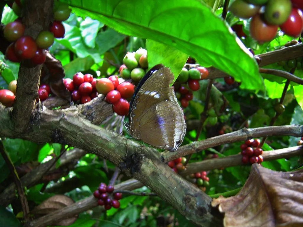 butterfly-17_3081918587_o