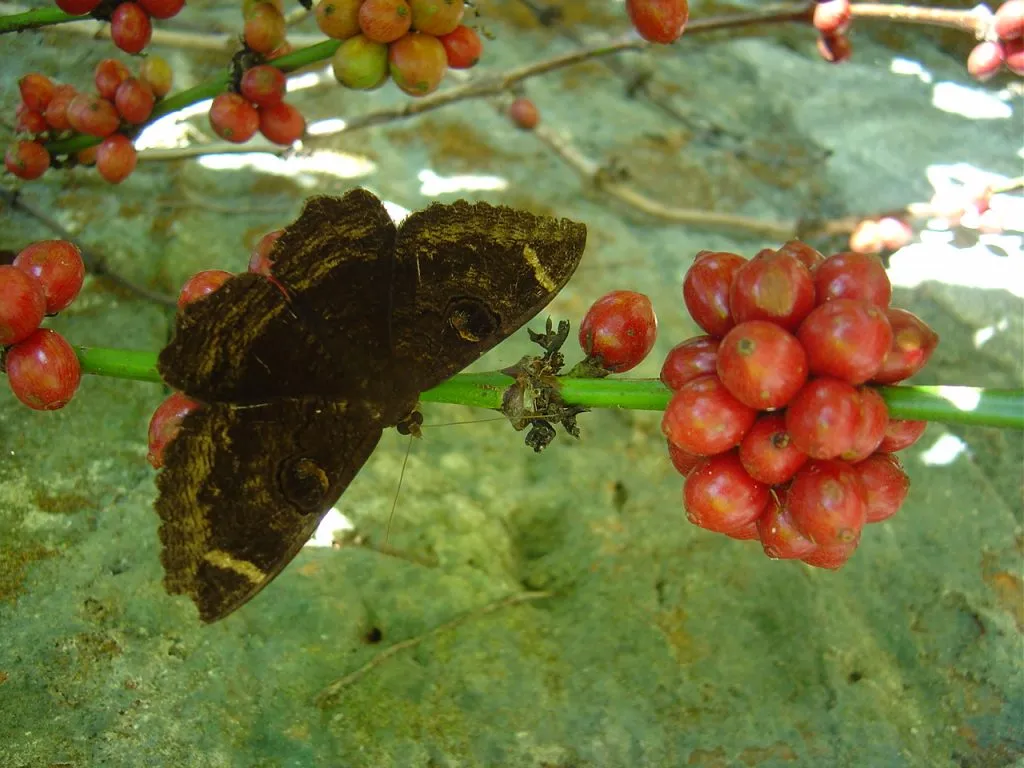 butterfly-18_3082755906_o
