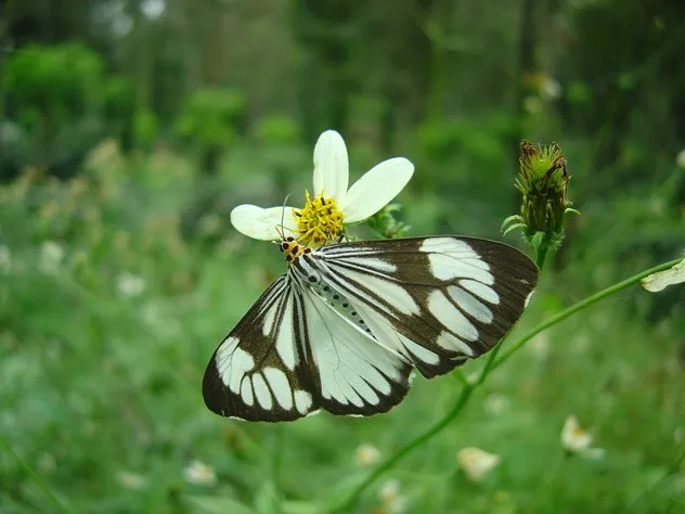 butterfly-20_3081916771_o