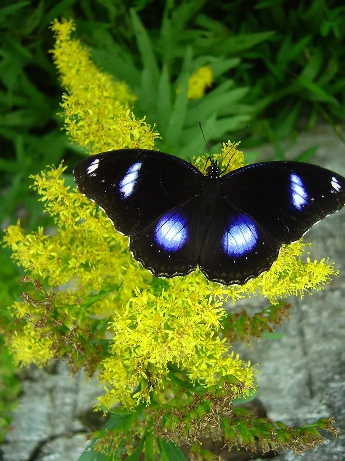 butterfly-21_3081917115_o