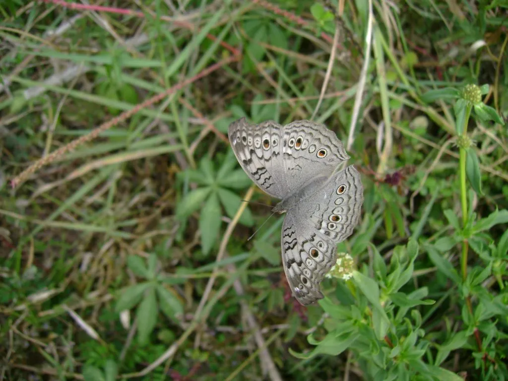 butterfly-22_3082758074_o