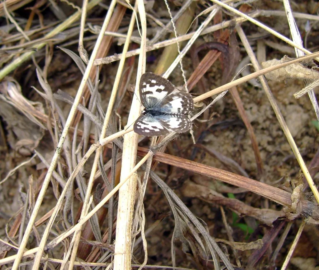 butterfly-23_3081924063_o