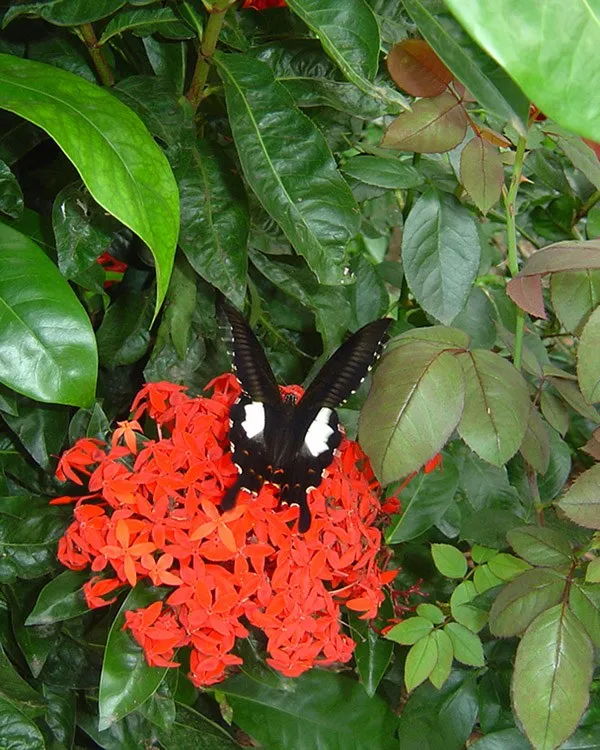 butterfly-24_3081917737_o