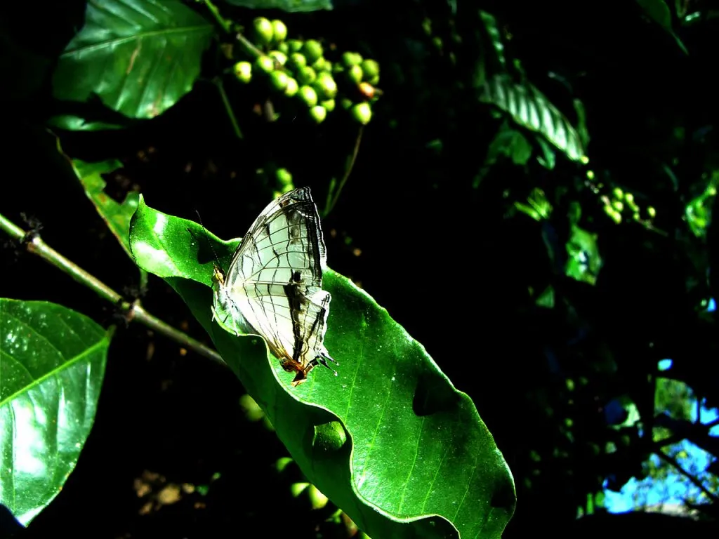 butterfly-25_3081915567_o