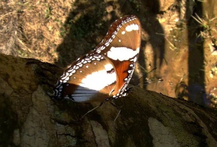 butterfly-26_3081926937_o