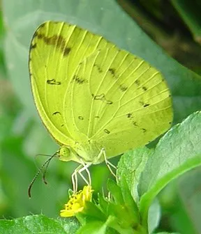 butterfly-27_3082766384_o