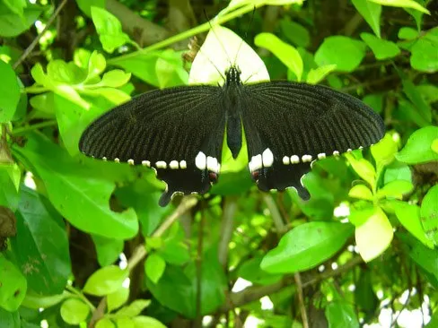 butterfly-28_3081917167_o