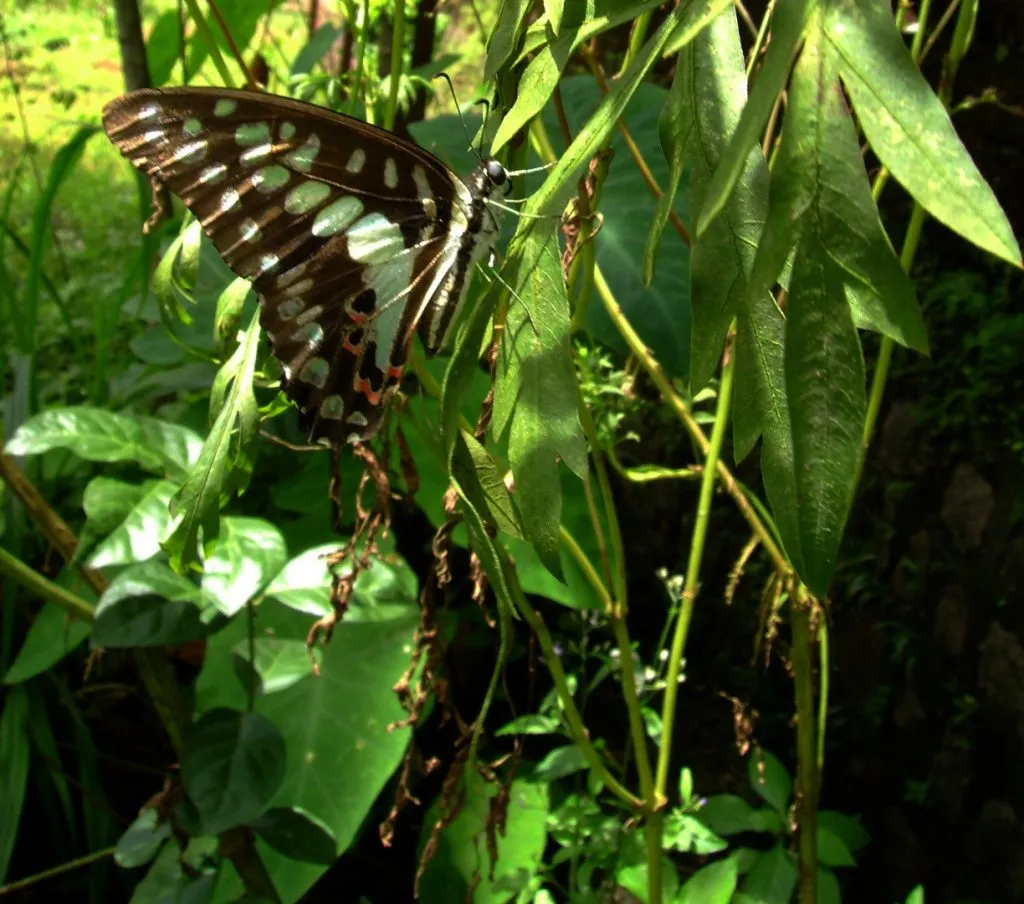 butterfly-29_3081919555_o