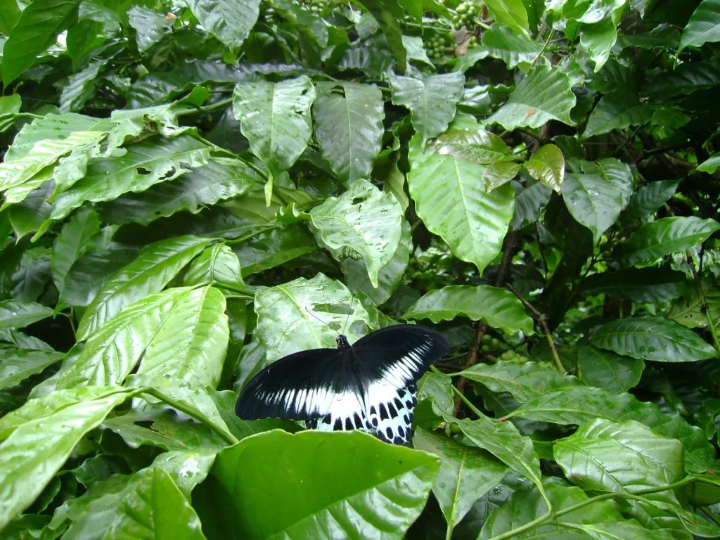 butterfly-33-slide-e_3085154161_o