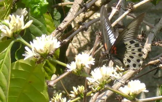 butterfly-33_3082766010_o