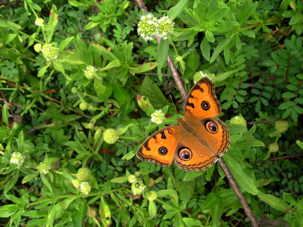 butterfly-35_3082758296_o