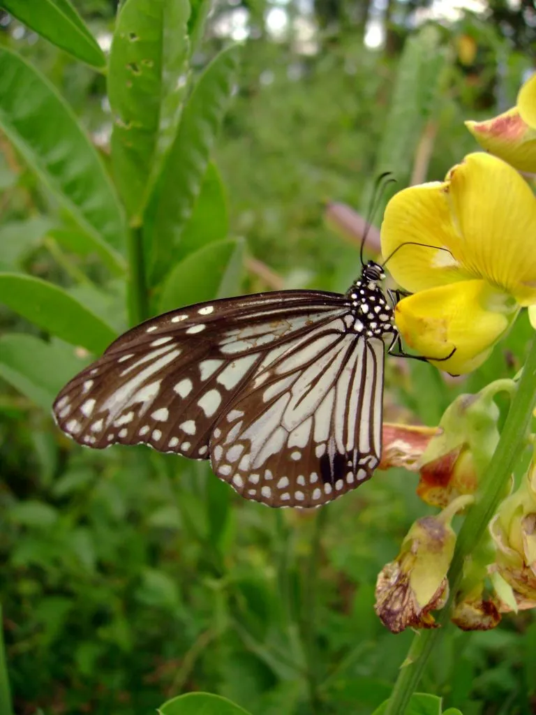 butterfly-36_3082762494_o