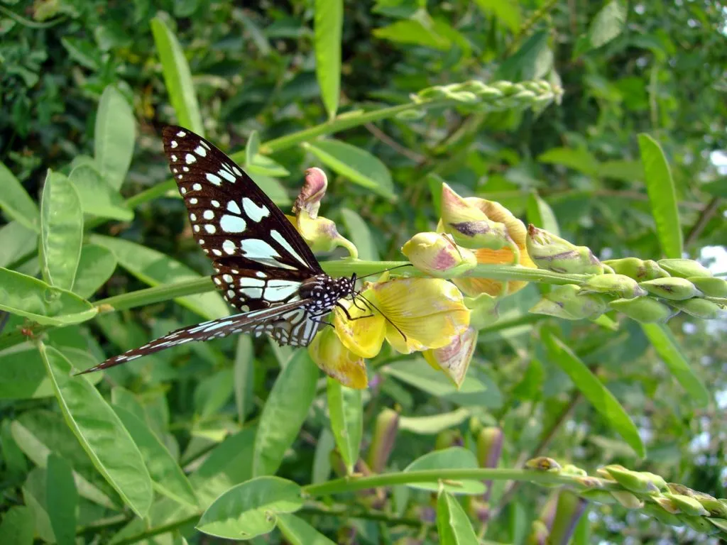 butterfly-37_3082762252_o