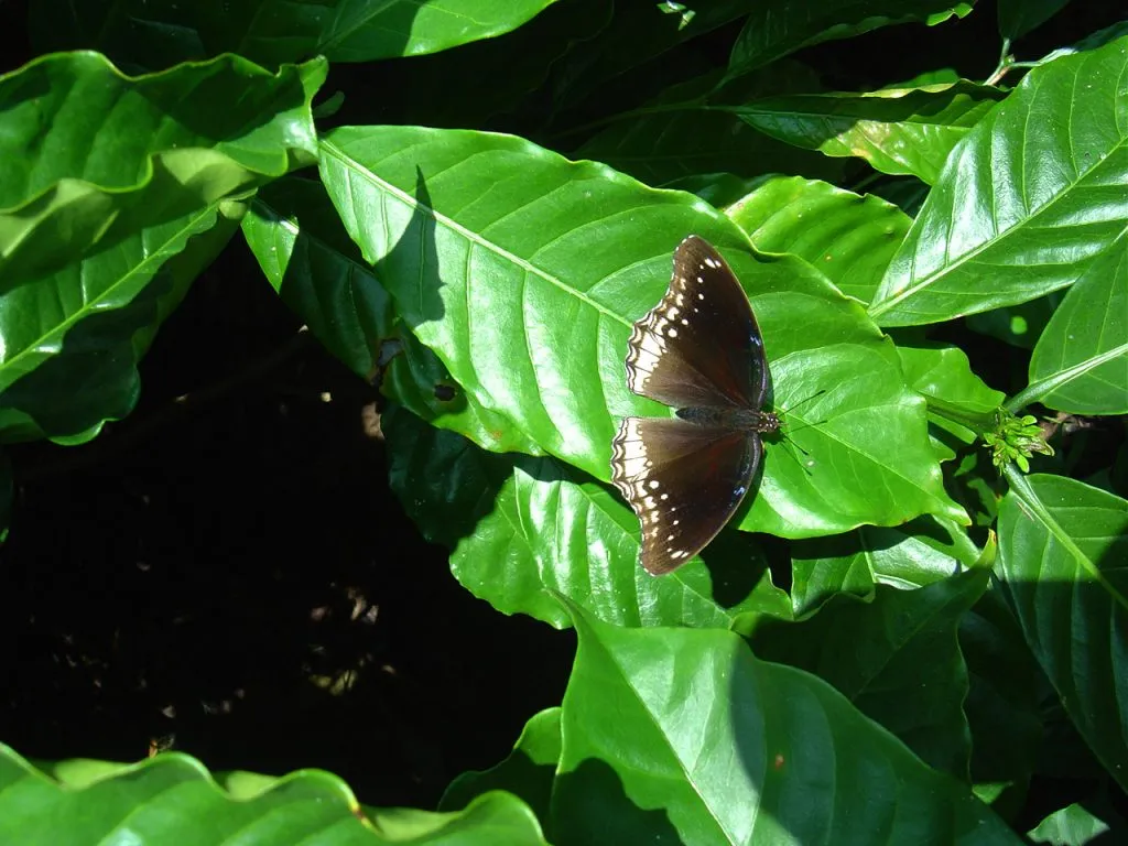 butterfly-39_3082755734_o