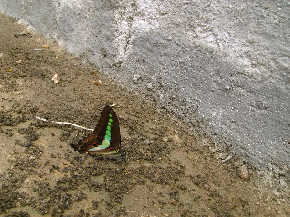 butterfly-40_3082765286_o