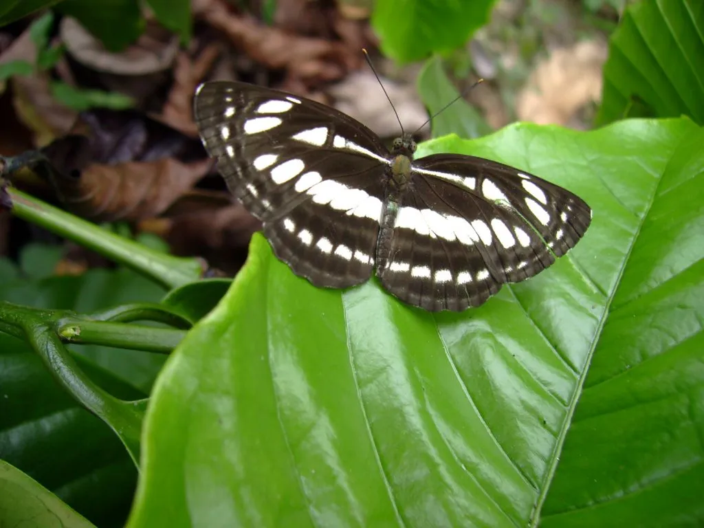 butterfly-41_3081923645_o