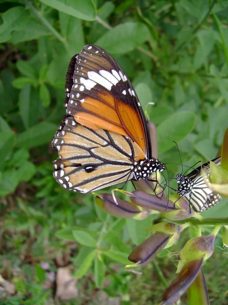 butterfly-42_3082763684_o