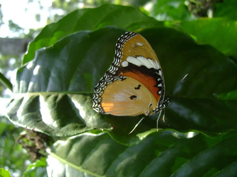 butterfly-43_3081926083_o