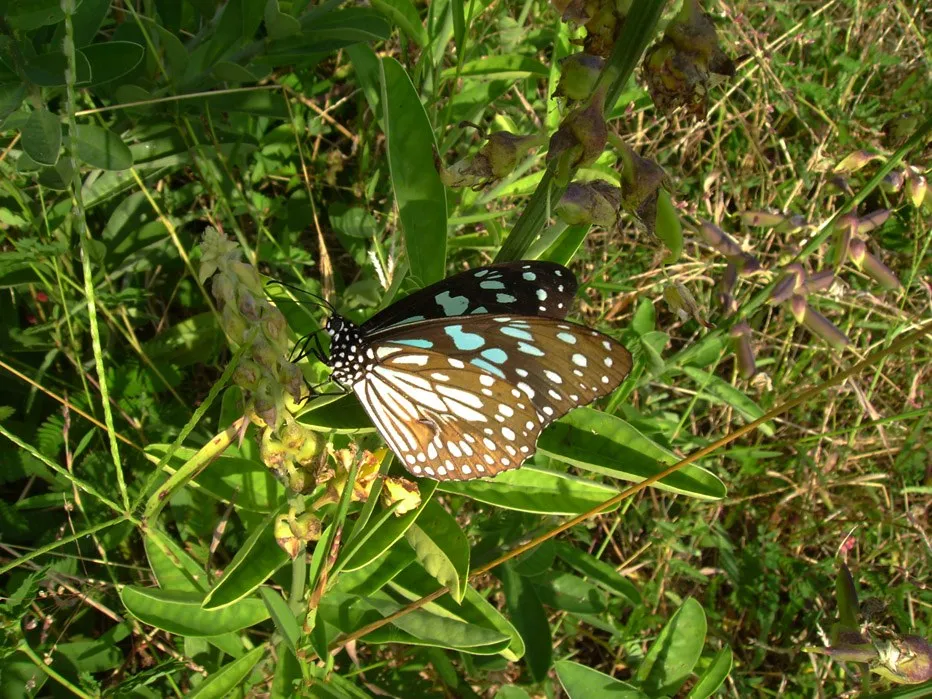 butterfly-45_3081920941_o
