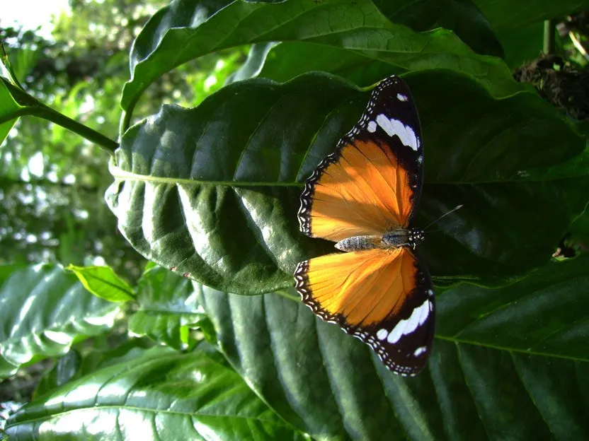 butterfly-47_3082765532_o