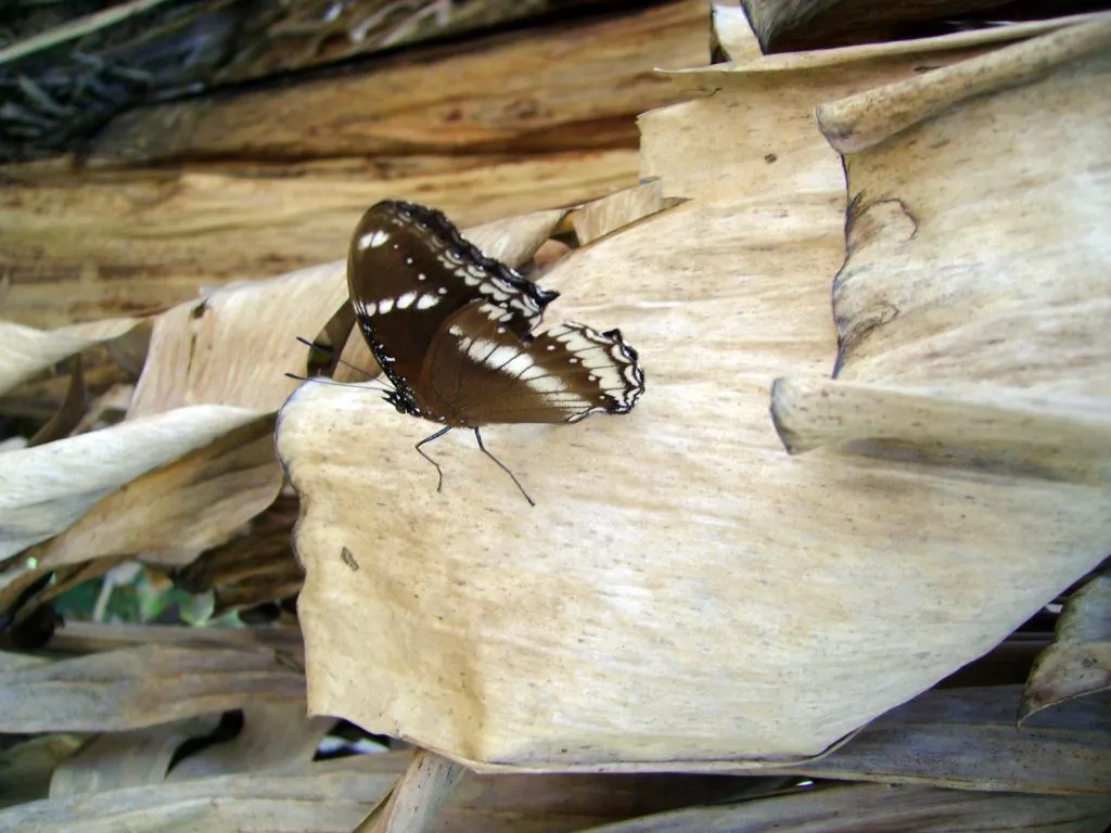 butterfly-49_3081918759_o