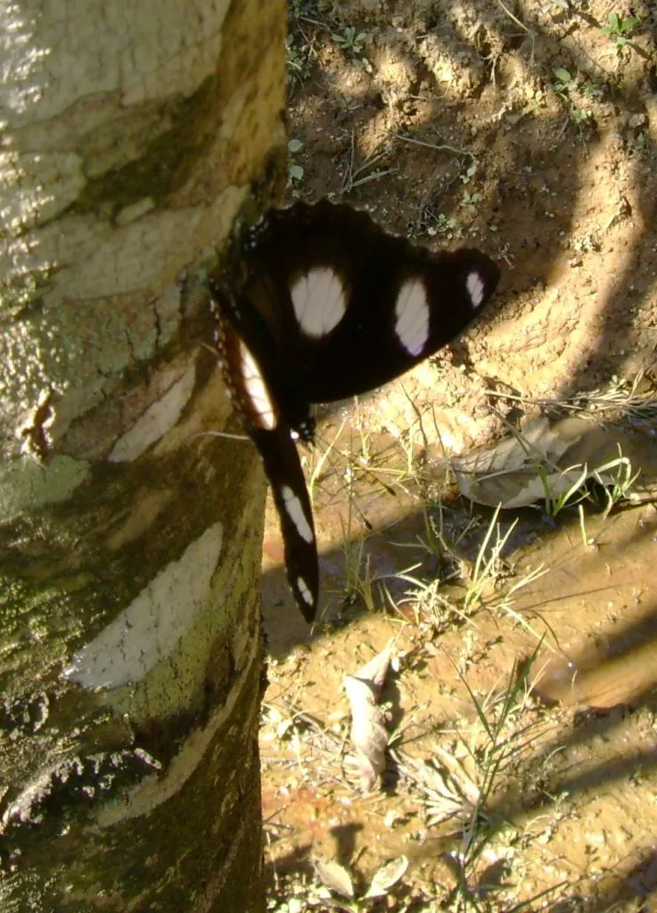 butterfly-50_3082766544_o
