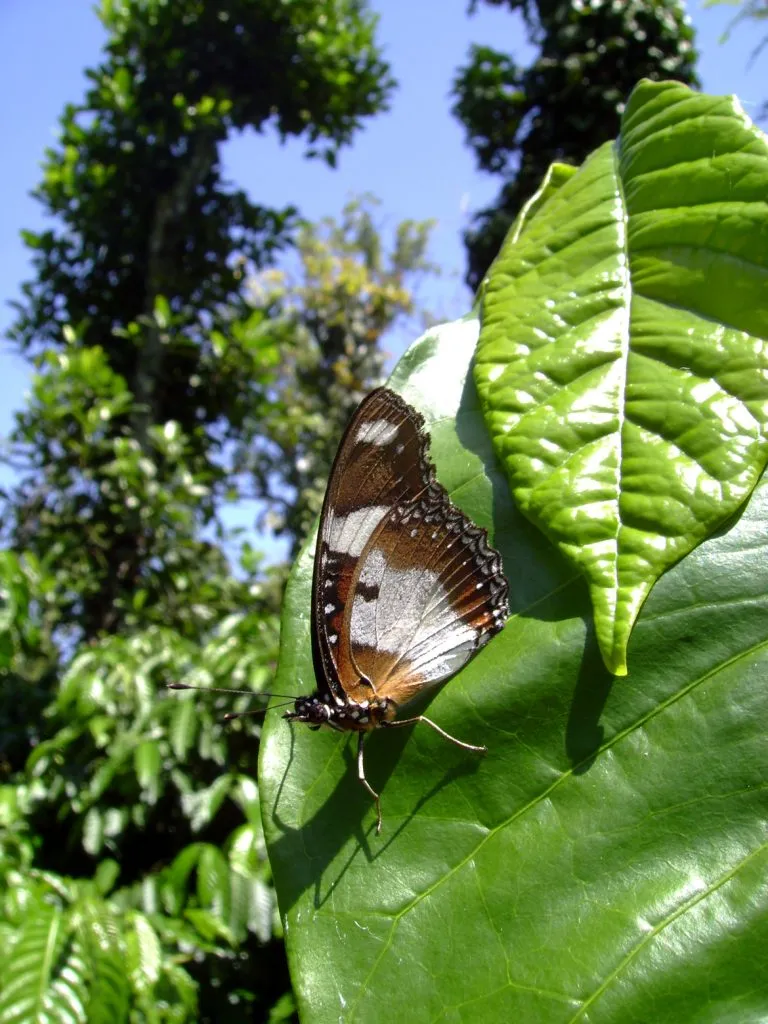 butterfly-51_3081922351_o