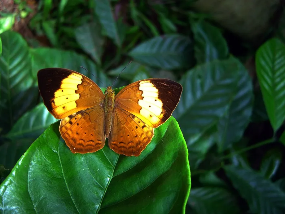 butterfly-54_3082756090_o